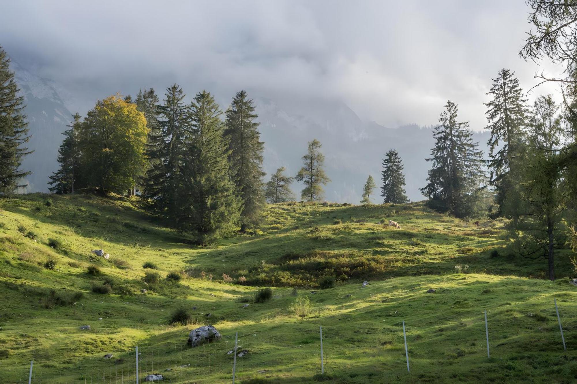 Pension Vogtsmichelhof - Leibgeding Alpirsbach Esterno foto